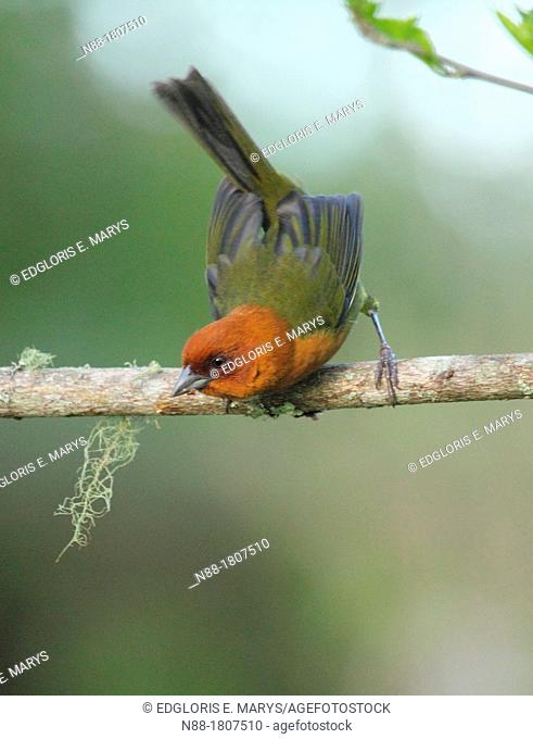 Ochre-breasted Brush Finch, Altos de Pipe, Miranda, Venezuela