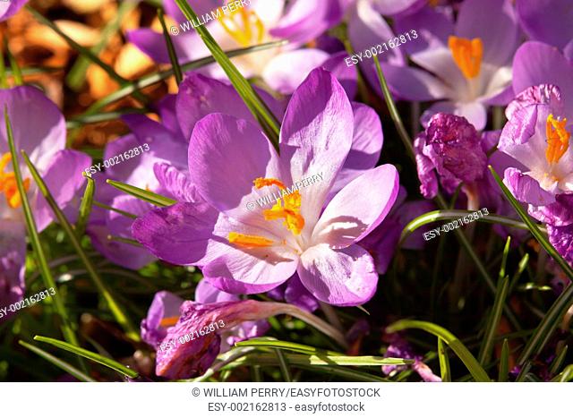 Purple Crocus Blooming Early Spring in Seattle Washington
