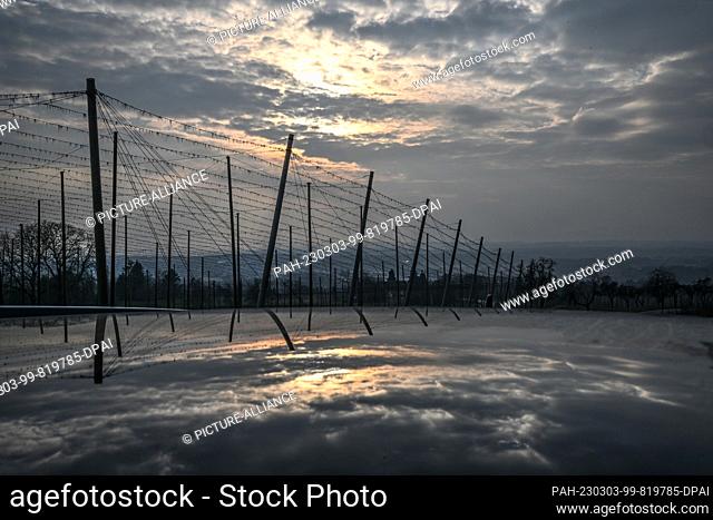 03 March 2023, Baden-Württemberg, Ravensburg: A bare hop garden and the play of clouds are reflected in the glass roof of a car just before sunset