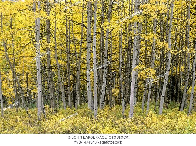 Fall-colored aspen grove, near Kebler Pass, West Elk Mountains, Gunnison National Forest, Colorado, USA