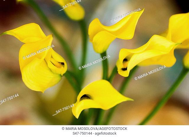 Yellow Calla Lily Bouquet. Zantedeschia. April 2006, Maryland, USA