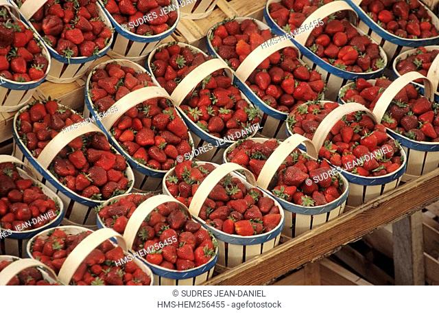 France, Rhone, Villefranche-sur-Saône, the market, stall of strawberries