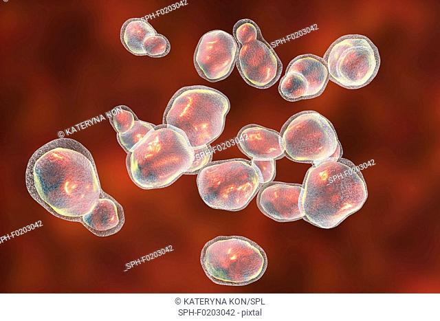 Cryptococcus fungus, illustration