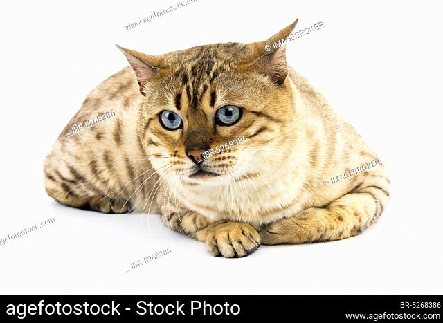 Seal Mink Tabby Bengal Domestic Cat, Male Lying Against White Background