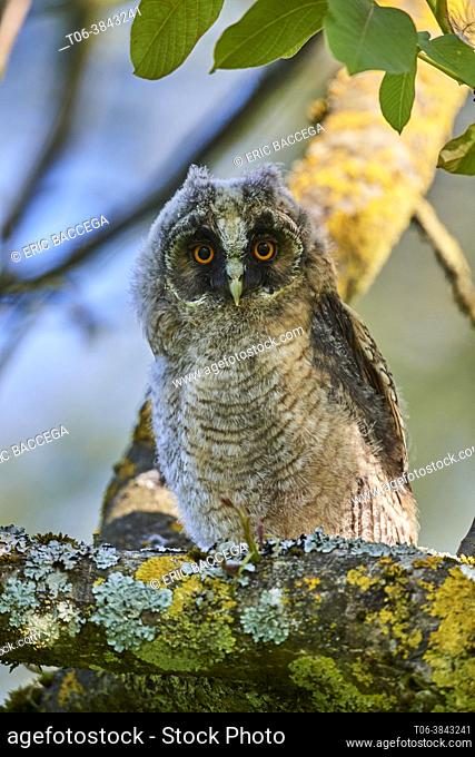 Long-eared owl chick (Asio otus) perched in tree. Alsace. France