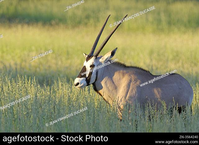 Gemsbok (Oryx gazella), young oryx, standing in the tall grass, Kgalagadi Transfrontier Park, Northern Cape, South Africa, Africa
