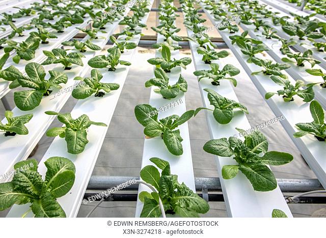 Rows of hydroponically grown romaine lettuce inside greenhouse, Hurlock Maryland