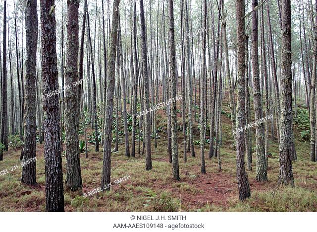 Hispaniolan pine (Pinus occidentalis) forest on a karst mountain. Agave antillarum in the undersstory. Parc National La Visite, Haiti, 3-6-13
