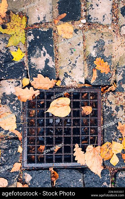 drain gate cast grill filled with autumn leaves and water. Fall seasonal background