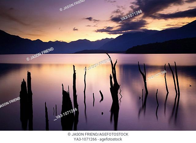 New Zealand, Fiordland, Fiordland National Park  The flooded remnants of trees pierce the tranquil waters of Lake Monowai
