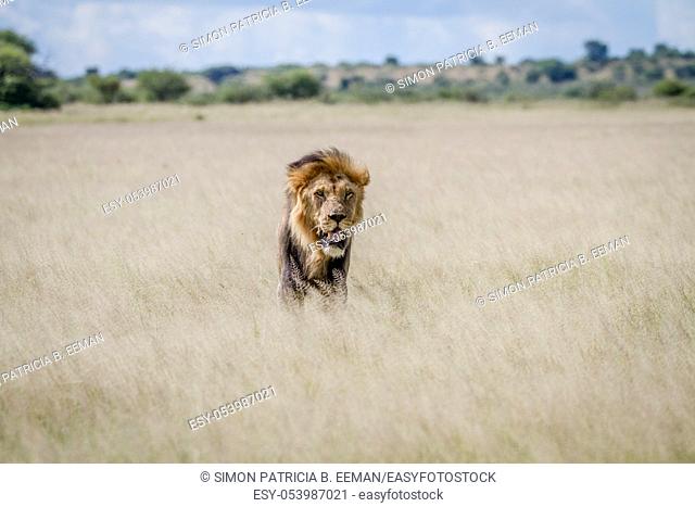 Big male Lion standing in the high grass in the Central Kalahari, Botswana