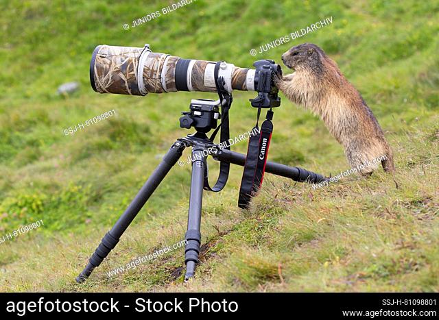 Alpine Marmot (Marmota marmota) examines a camera, Hohe Tauern National Park, Austria