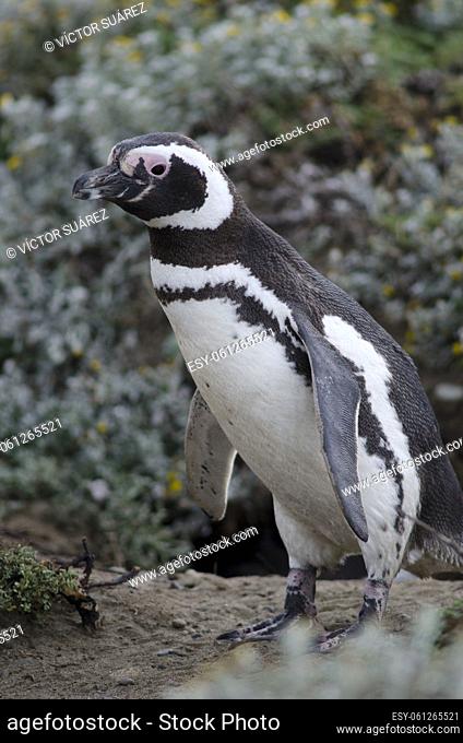 Magellanic penguin (Spheniscus magellanicus). Otway Sound and Penguin Reserve. Magallanes Province. Magallanes and Chilean Antarctic Region. Chile