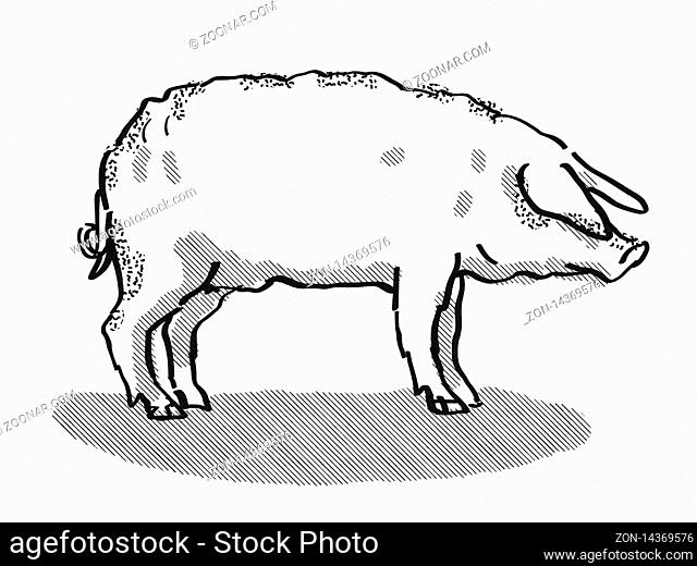 Retro cartoon style drawing of a Mangalitza sow or boar, a pig breed viewed from side on isolated white background done in black and white