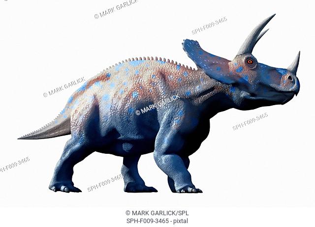 Artwork of a herd of triceratops dinosaurs. These animals were common in the late Cretaceous period, from around 70 million years ago until the extinction of...