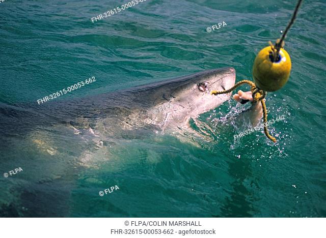 Great White Shark Carcharodon charcharias eating fish on rope, Gansbaai, South Africa