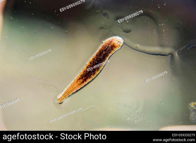 Leech on the glass. Bloodsucking animal. subclass of ringworms from the belt-type class. Hirudotherapy