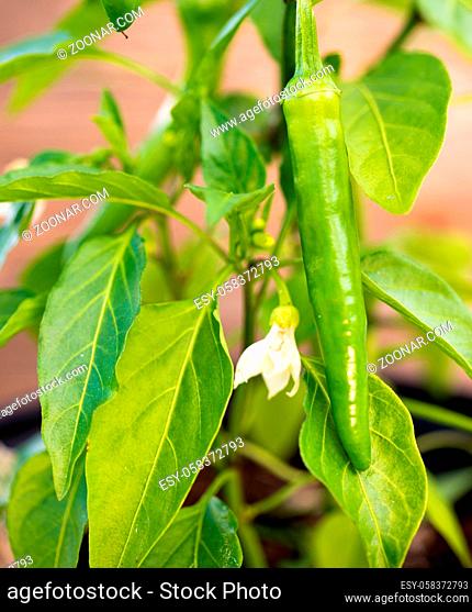 Tiny flowering buds adorn the Banana Pepper