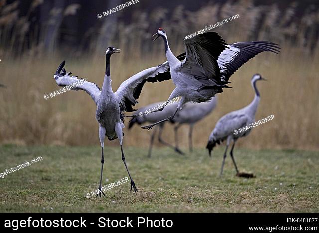 Common crane (Grus grus), crane dance, courtship display, Günzer Seewiesen, spring migration, Necklenburg-Western Pomerania, Germany, Europe
