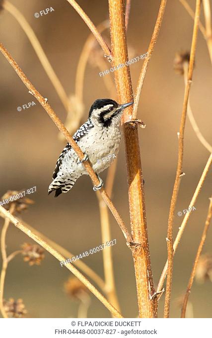 Downy Woodpecker Picoides pubescens adult female, foraging on stems, Bosque del Apache National Wildlife Refuge, New Mexico, U S A , december