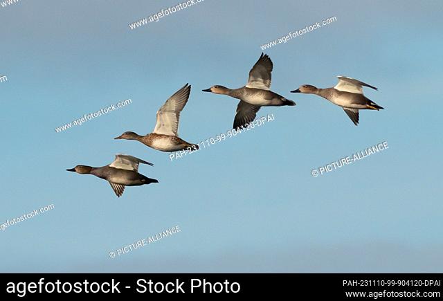 07 November 2023, Brandenburg, Trebbin: 07.11.2023, Trebbin. Three male gadwalls and a female (second fron left) gadwall (Mareca strepera) fly in the sky above...
