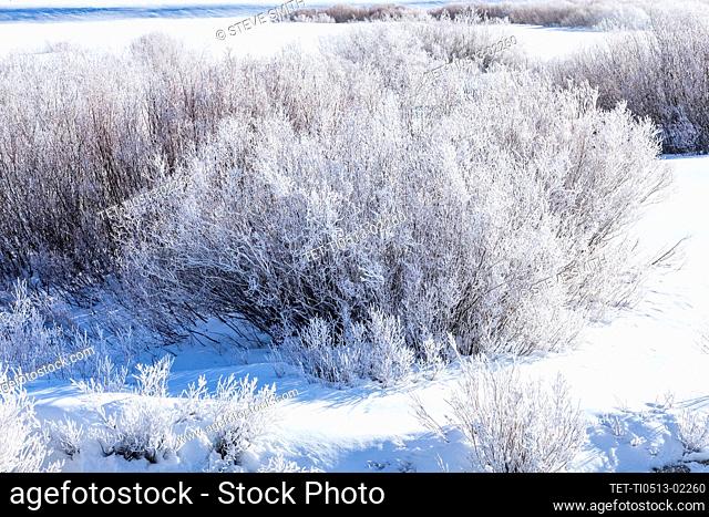 USA, Idaho, Stanley, Icy riverside willows