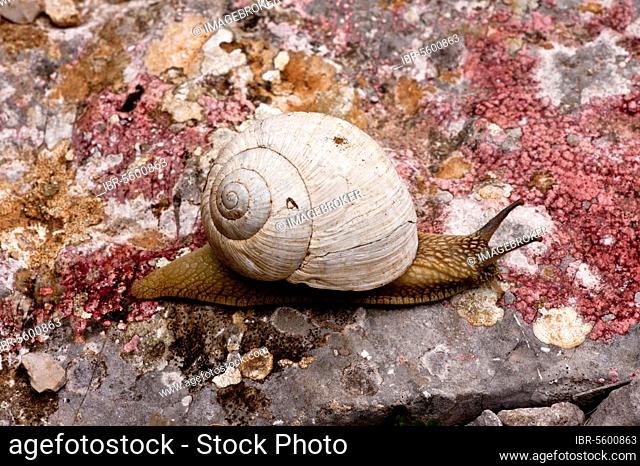 Roman snail, burgundy snails (Helix pomatia), Other animals, Snails, Animals, Molluscs, Edible snail adult, feeding on lichens, on limestone, Vikos Gorge