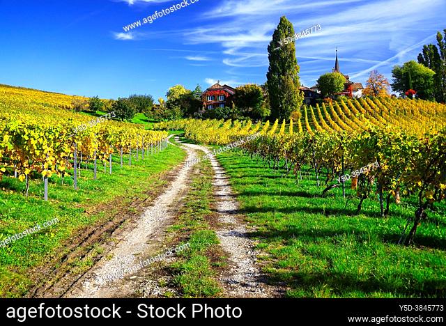 Idyllic landscape of vineyards in autumn, October, La Côte wine region, Féchy, Morges district, canton Vaud, Switzerland, Europe