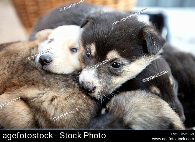 Cute fluffy mongrel puppies. White and black little dogs