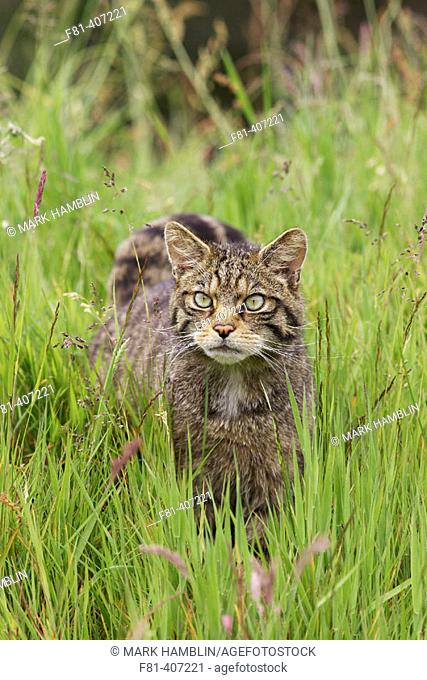 Scottish Wildcat (Felis sylvestris) stalking through grass meadow in summer. Scotland