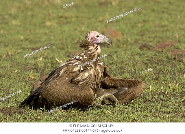Lappet-faced Vulture Torgos tracheliotus adult, resting on ground, Masai Mara, Kenya