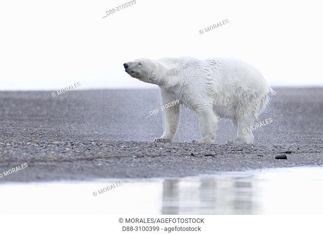 United States, Alaska, Arctic National Wildlife Refuge, Kaktovik, Polar Bear( Ursus maritimus ), going out of the water along a barrier island outside Kaktovik