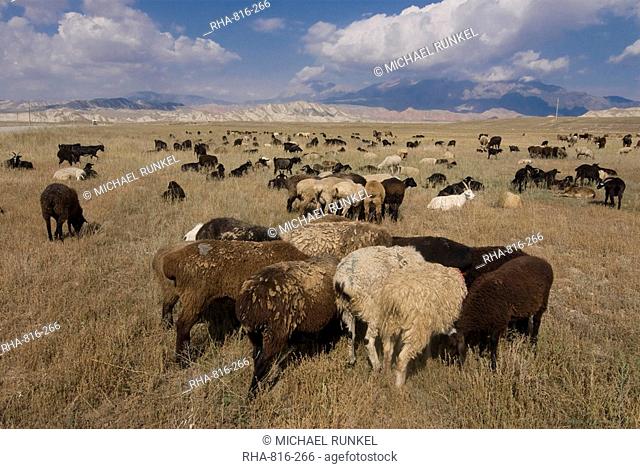 Herd of sheep at pasture, Torugart, Kyrgyzstan, Central Asia