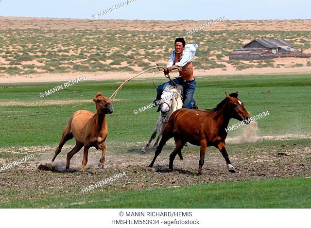 Mongolia, Ovorkhangai province, Orkhon valley, with a wood lasso grabs this nomad catchs horse for milking