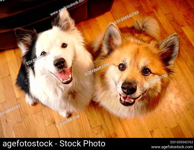Two loving dogs look up at thier pack leader with love and affection