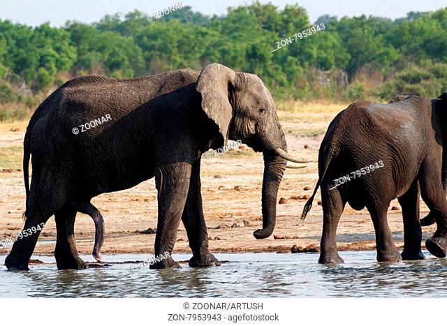 herd of African elephants drinking at a muddy waterhole, Hwankee national Park, Botswana. True wildlife photography