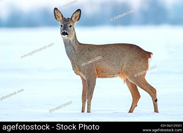 Roe deer Capreolus capreolus in winter. Young male deer buck in cold snow