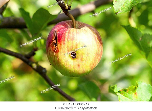photographed close-up of apples growing on the trees in the orchard. The summer season, a small depth of field