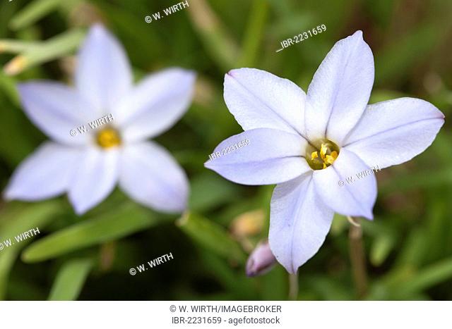 Spring Star or Spring Starflower (Ipheion uniflorum), Botanical Garden, Bochum, North Rhine-Westphalia, Germany, Europe