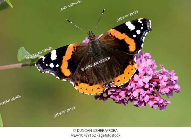 Red Admiral Butterfly - feeding upon Buddelia in garden. (Vanessa atalanta)
