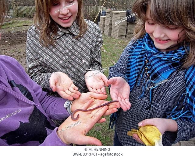 common earthworm, earthworm; lob worm, dew worm, squirreltail worm, twachel (Lumbricus terrestris), children with earthworm in the hands, Germany