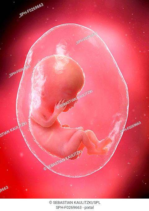 Foetus at week 12, computer illustration