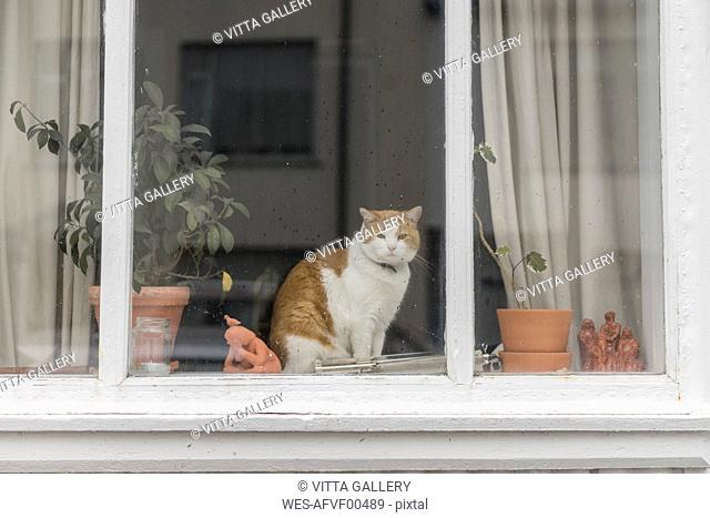 Cat sitting behind window of a residential house