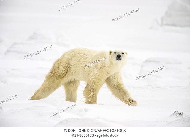 Polar Bear (Ursus maritimus) Curious individual approaching, Wapusk NP, Cape Churchill, Manitoba, Canada