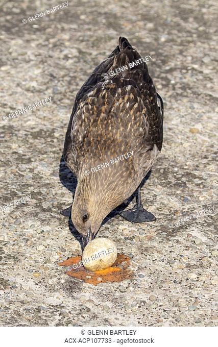 Brown (Subantarctic) Skua (Stercorarius antarcticus lonnbergi) scavenge for food near a penguin colony in the Falkland Islands
