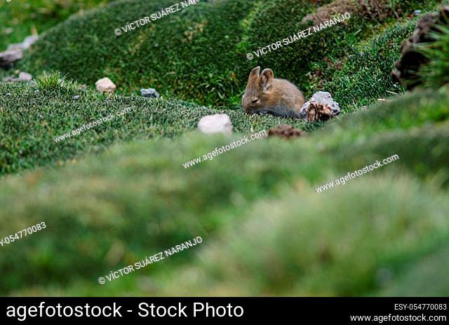 Bolivian big-eared mouse Auliscomys boliviensis grazing. Las Cuevas. Lauca National Park. Arica y Parinacota Region. Chile