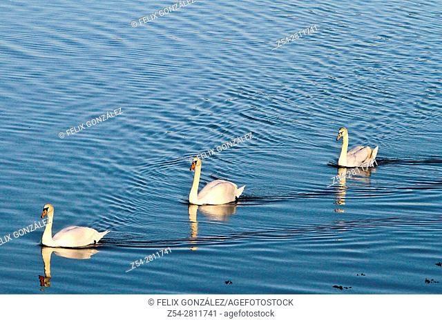 Three Swans