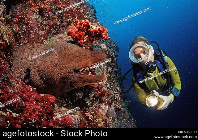Giant Moray (Gymnothorax javanicus) moray and diver, Ari atoll (Lycodontis javanicus), Giant moray eel, Maldives, Asia