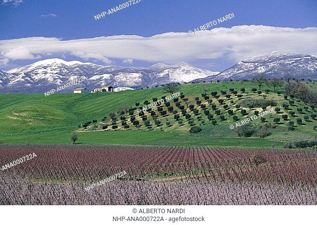SIBARI PLAIN & Peaches in bloom with Orsomarso Mountains in background, Calabria, southern Italy