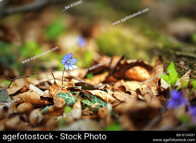 Flowering liverwort (Hepatica nobilis) on the forest floor, Jakobsberg nature reserve, Steinhagen, Teutoburg Forest, North Rhine-Westphalia, Germany, Europe